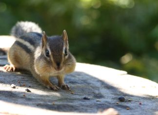 Can You Eat Chipmunk, or Will it Make You Ill?