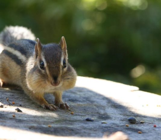 Can You Eat Chipmunk, or Will it Make You Ill?