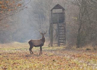 8 Ways to Preserve Meat Without Refrigeration