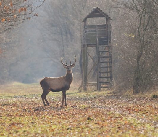 8 Ways to Preserve Meat Without Refrigeration