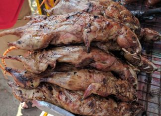 Can You Eat Rats in an Emergency? Surviving by Any Means Necessary