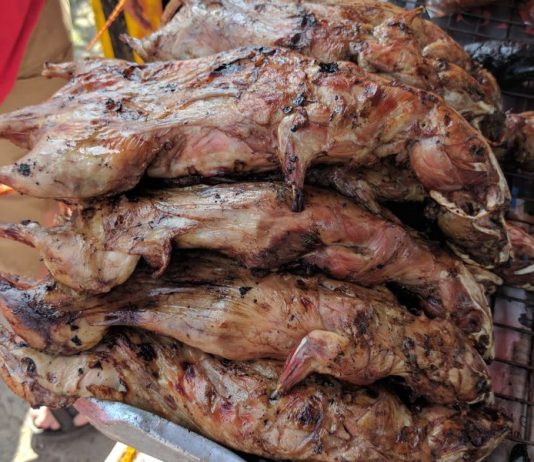 Can You Eat Rats in an Emergency? Surviving by Any Means Necessary