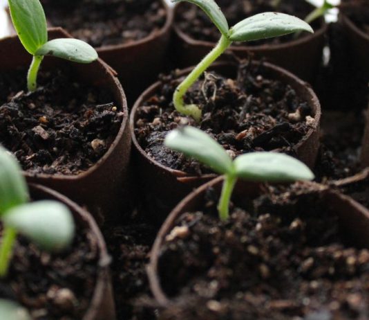 Determining the Right Amount of Crops for a Year’s Supply of Food