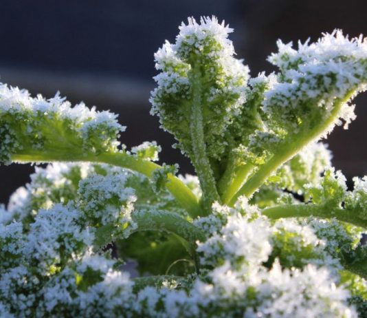 8 Ways to Preserve and Store Kale