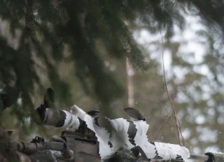 Camo Scrim Kit and Helmet Scrim from Finn-Savotta Oy