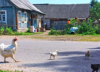 What is Homesteading and Should You Consider It?