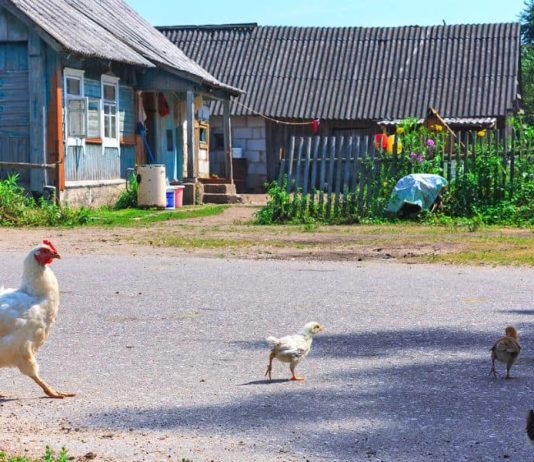 What is Homesteading and Should You Consider It?