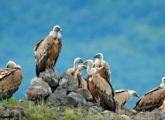 Can You Eat Vultures and is it Safe?