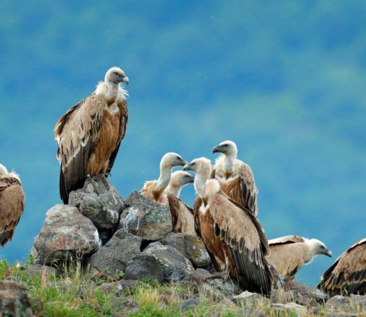 Can You Eat Vultures and is it Safe?