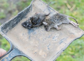 Can You Eat Mice in an Emergency?