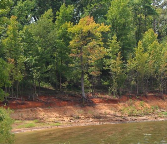 Homesteading for Beginners: Plan, Prepare and Execute