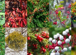 10 Poisonous Berries to Beware Of (With Chart)