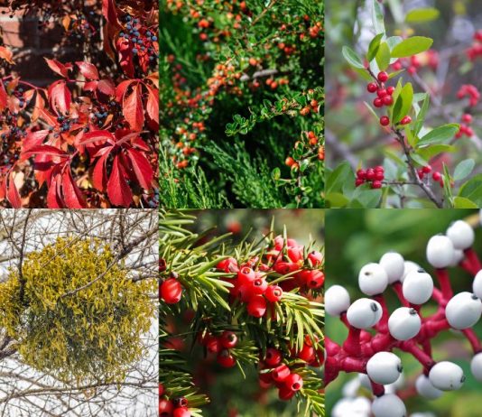 10 Poisonous Berries to Beware Of (With Chart)