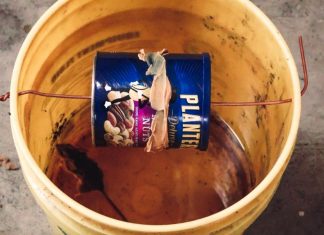 How to Make a Bucket Mousetrap (Step by Step)
