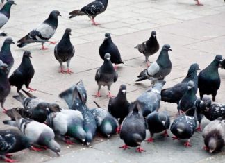 Can You Eat Pigeon and What Does it Taste Like?
