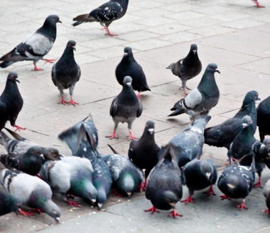 Can You Eat Pigeon and What Does it Taste Like?