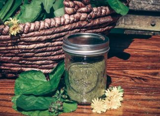 How to Make Greens Powder From Foraged Plants