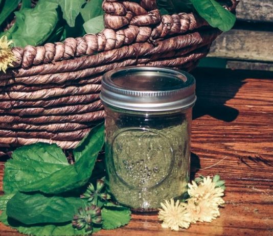 How to Make Greens Powder From Foraged Plants