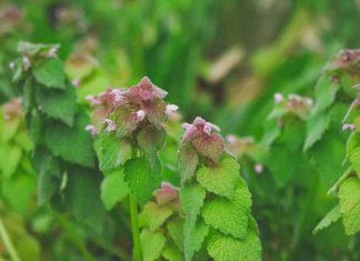 How to Identify, Forage, and Harvest