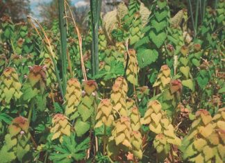 Purple Dead Nettle: 12 Uses and Benefits