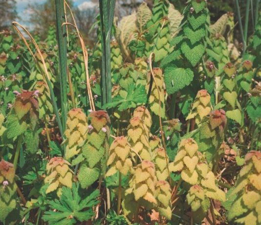 Purple Dead Nettle: 12 Uses and Benefits