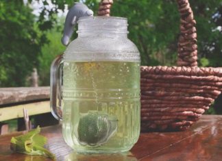 How to Make Purple Dead Nettle Tea