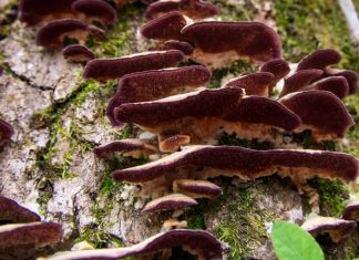 Unveiling the Secrets of this Colorful Fungi