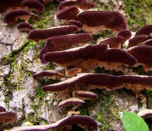 Unveiling the Secrets of this Colorful Fungi