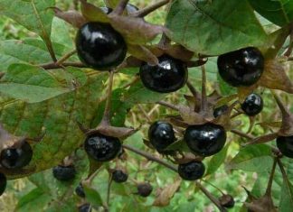 How to Tell if a Wild Plant is Edible and Safe to Eat