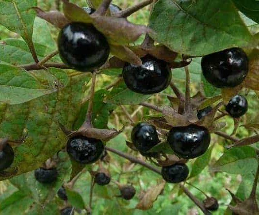 How to Tell if a Wild Plant is Edible and Safe to Eat