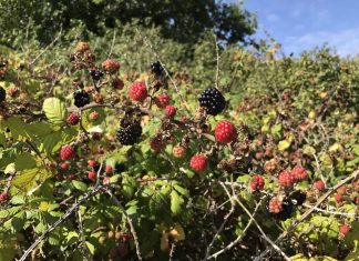 Foraging for Wild Food – The Nitty-Gritty on Gathering