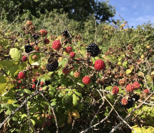 Foraging for Wild Food – The Nitty-Gritty on Gathering