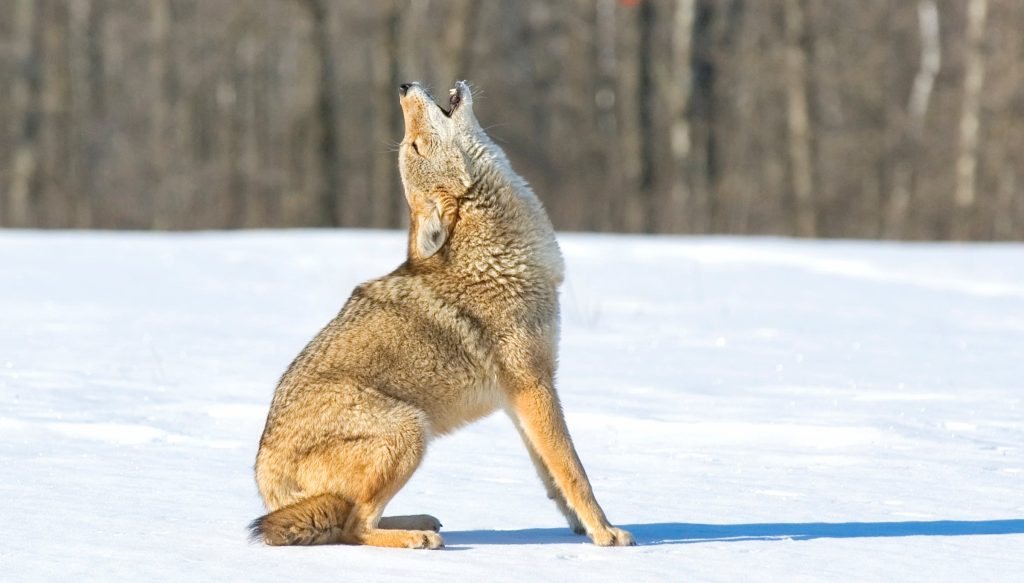 What do Coyotes Sound Like?