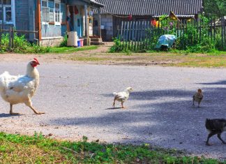 Living Off the Land – How Do You Do It?