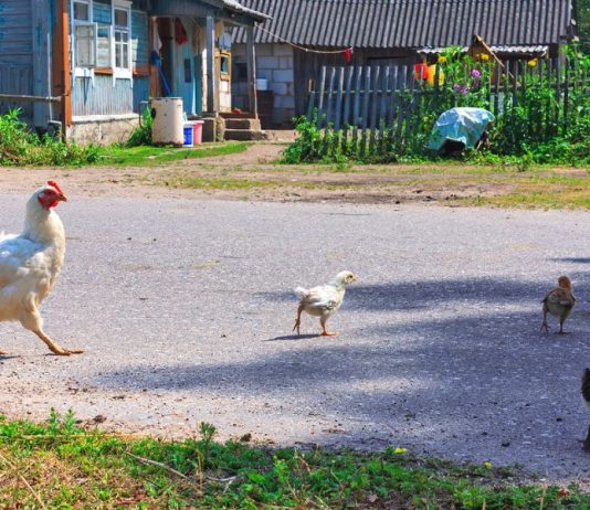 Living Off the Land – How Do You Do It?