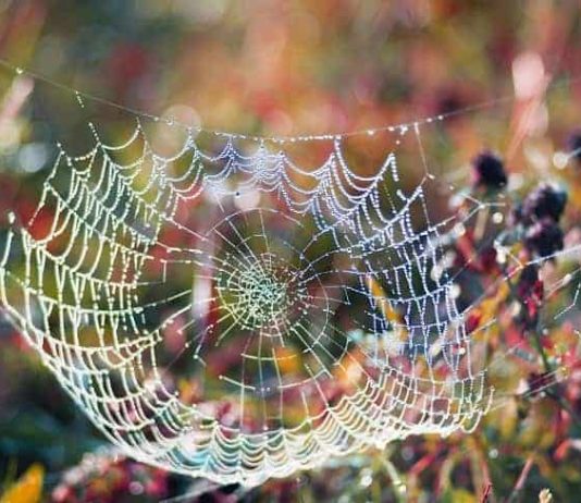 14 Ways To Find and Collect Water in the Wilderness