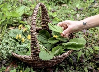 5 Of the Best Foraging Bags and Baskets