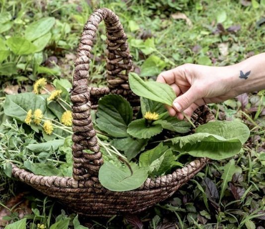 5 Of the Best Foraging Bags and Baskets