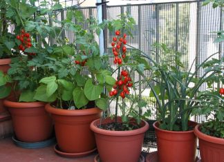 21 Ways to Start a Homestead in Your Apartment