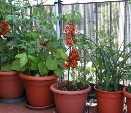 21 Ways to Start a Homestead in Your Apartment