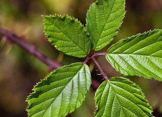 Homemade Natural Remedies for Tackling Diarrhea (Oregano, Mullein, Cinnamon and More)