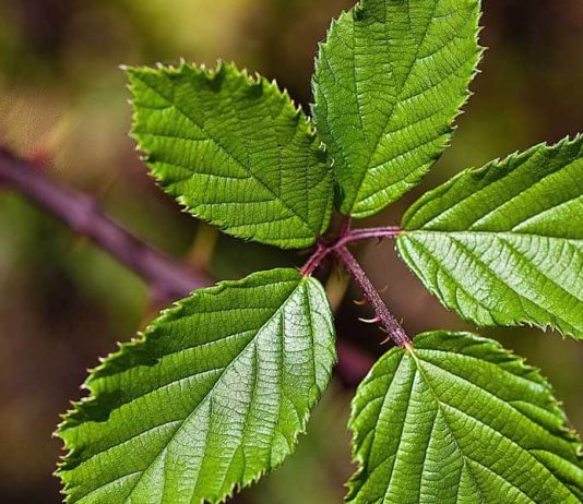 Homemade Natural Remedies for Tackling Diarrhea (Oregano, Mullein, Cinnamon and More)