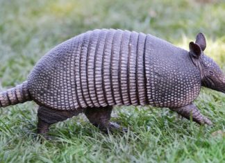 Can You Eat Armadillo?