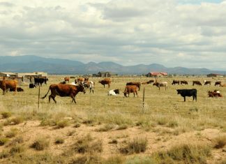 The Best Stockman Knife for Any Adventure: From Farm to Wilderness
