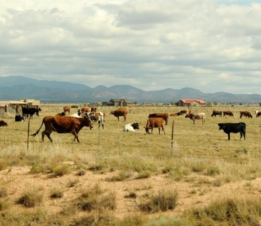 The Best Stockman Knife for Any Adventure: From Farm to Wilderness