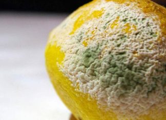 How to Make Penicillin at Home (Just in Case SHTF)