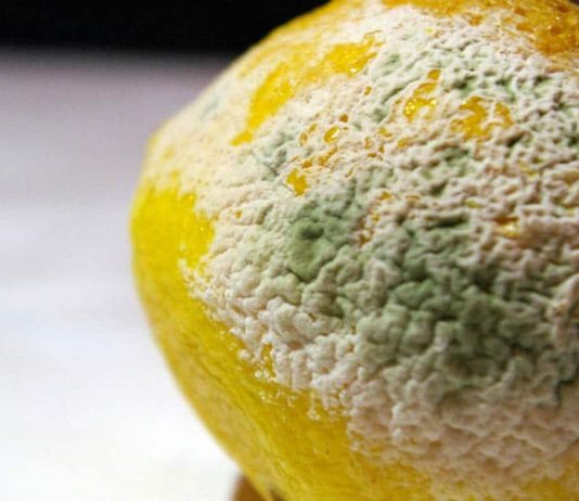 How to Make Penicillin at Home (Just in Case SHTF)