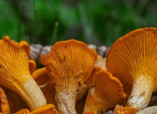 Chanterelle Mushroom Identification (and Look-Alikes to Avoid)