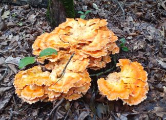 Chicken of the Woods Identification and Common Look-Alikes