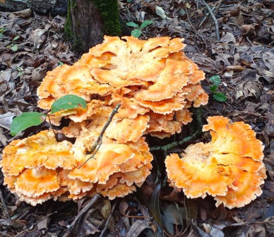 Chicken of the Woods Identification and Common Look-Alikes